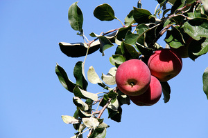 Beak & Skiff Apple Orchards contributes apples, such as these Paula Reds, to the annual Apple Festival on the Quad. This is the event's third year.