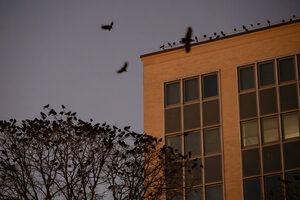 As the sun sets, thousands of crows roost in downtown Syracuse trees. The birds travel in flocks throughout central New York including near the Syracuse University campus. 
